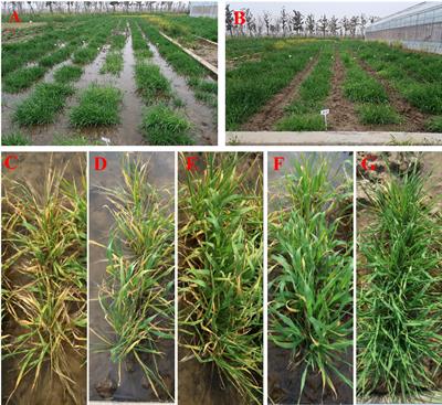 Genome-wide association scan and transcriptome analysis reveal candidate genes for waterlogging tolerance in cultivated barley